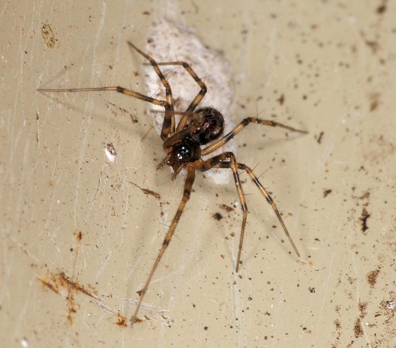 Linyphia_hortensis_D5215_O_88_Les Gris_Frankrijk.jpg